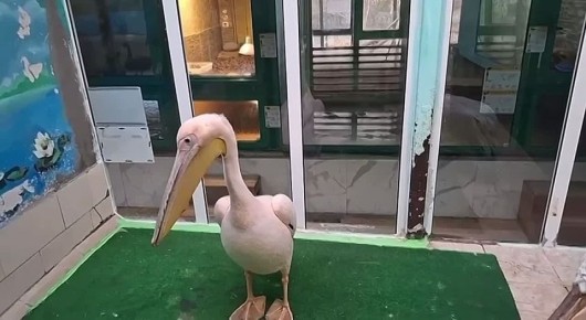 Пеликаны Омского зоопарка не дают скучать сотрудникам