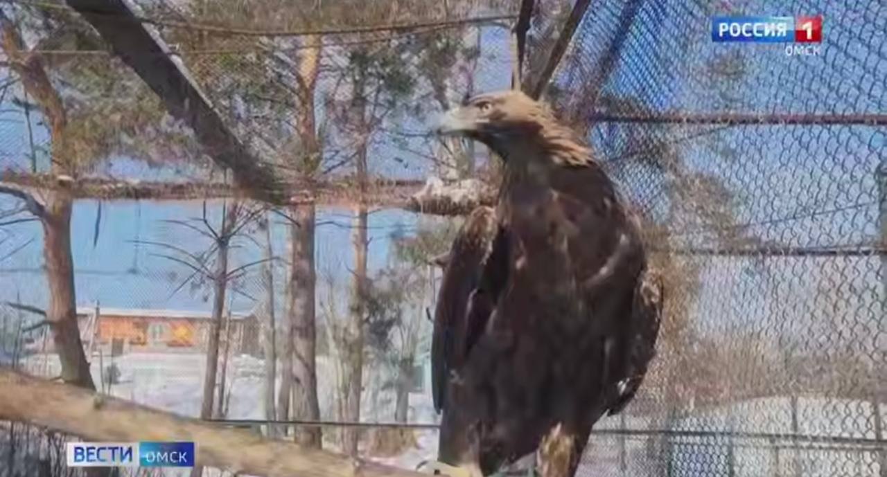 Омские экопроекты стали финалистами конкурса Президентского фонда природы