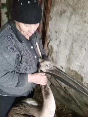 Неравнодушная омичка спасла маленького пеликана в Москаленском районе