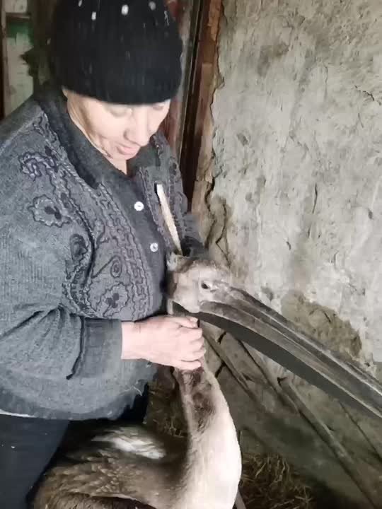 Неравнодушная омичка спасла маленького пеликана в Москаленском районе