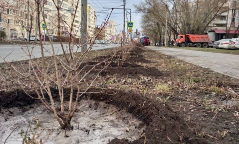 В Омске продолжают озеленять улицы