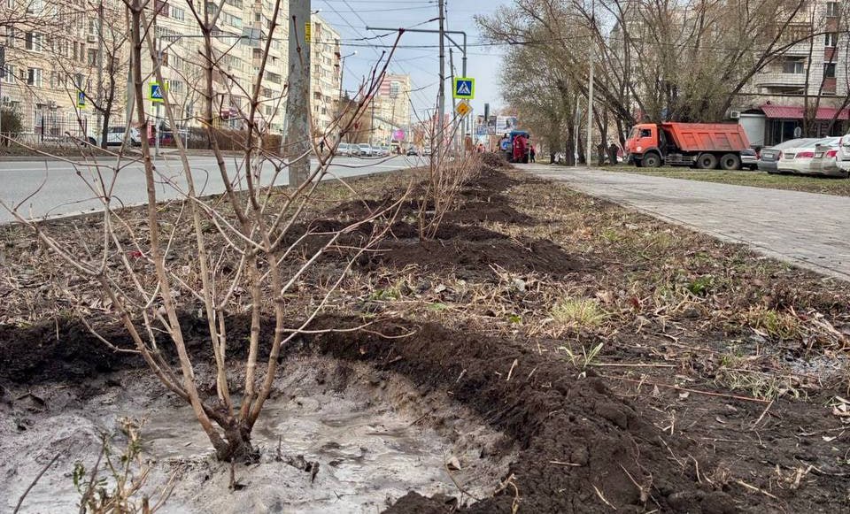 В Омске продолжают озеленять улицы