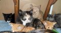 На омских дачах спасена кошка с котятами – малыши готовы к новым хозяевам