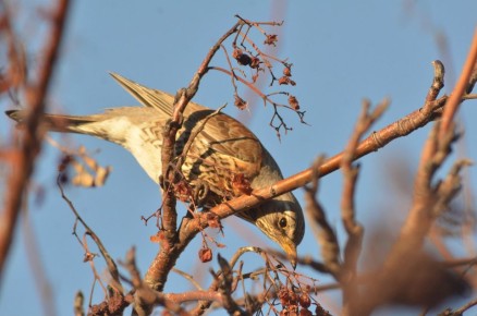 Доброе утро, Омск!. О погоде 1 ноября: ночью в области будет от 0 до +5°, днём от +3 до +7°