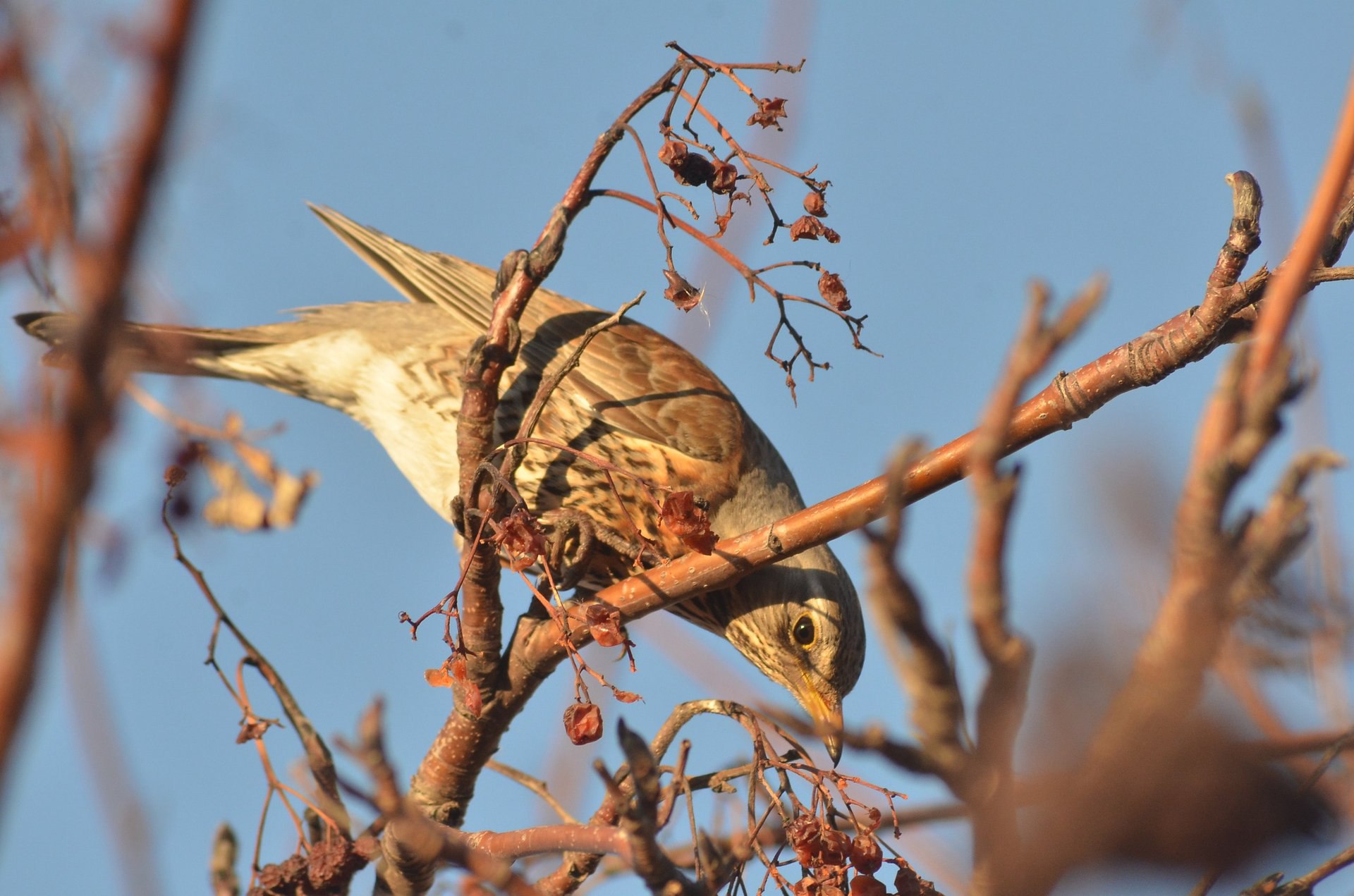 Доброе утро, Омск!. О погоде 1 ноября: ночью в области будет от 0 до +5°, днём от +3 до +7°