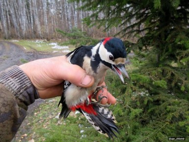 В Омской области охотинспектор спас дятла, попавшего в беду