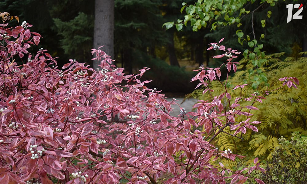 Дендросад имени Гензе завершил экскурсионный сезон