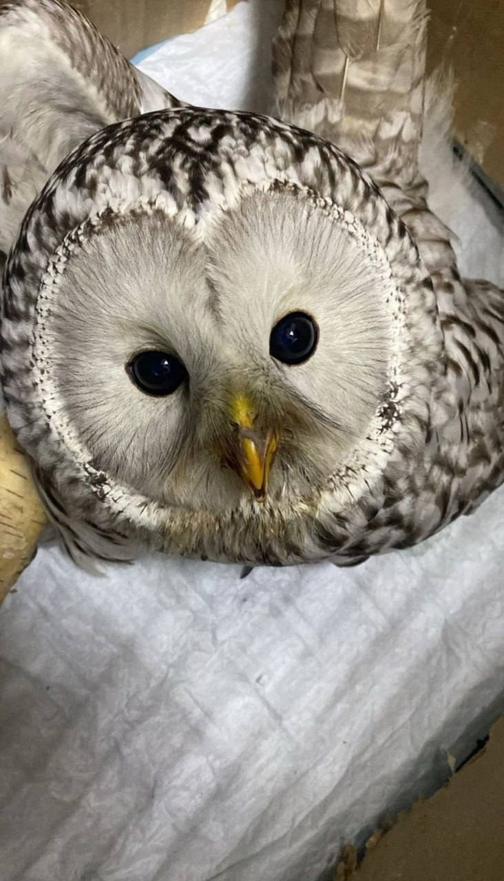 В Омске школьники помогли раненой птице вернуться к жизни