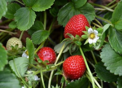 Как успешно собрать урожай земляники: советы и хитрости от профессионалов