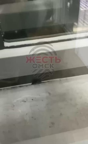 Мыши пугают омичей у остановки на улице Лизы Чайкиной