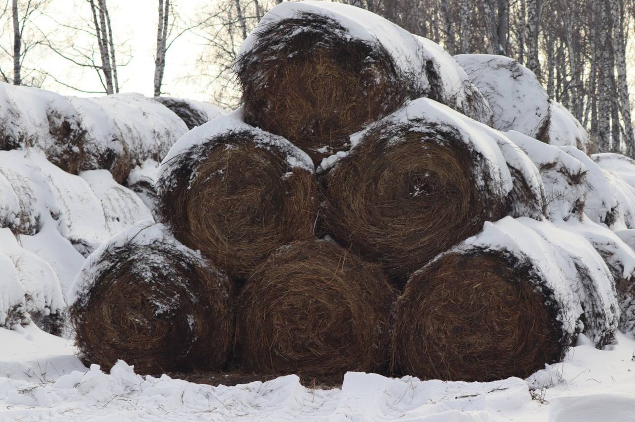 Сельскохозяйственные предприятия региона полностью подготовлены к зимовке животных Сельскохозяйственные предприятия региона полностью подготовлены к зимовке животных
