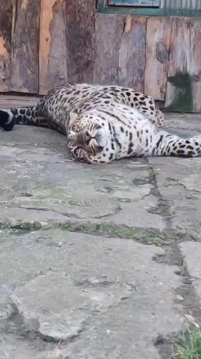 Персидская королева Марта из Большереченского зоопарка сегодня показывает, как нужно жить – спокойно, уверенно и с шикарным видом!