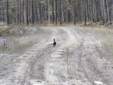 У глухарей продолжается «каменный сезон»