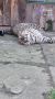 В Большереченском зоопарке показали ленивое утро леопарда