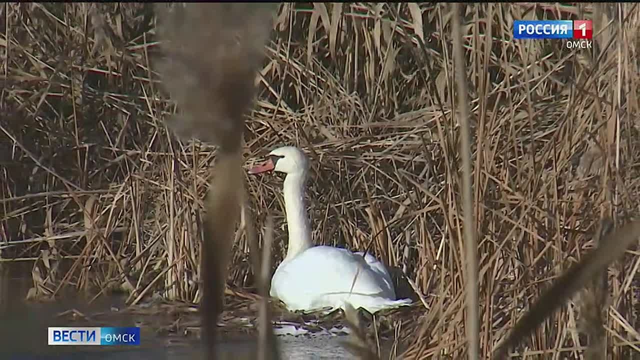 В Омской области участились случаи, когда лоси прыгают прямо под колеса авто