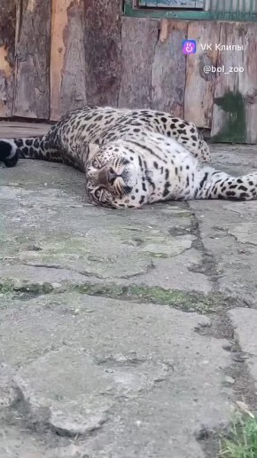 В Большереченском зоопарке показали ленивое утро леопарда