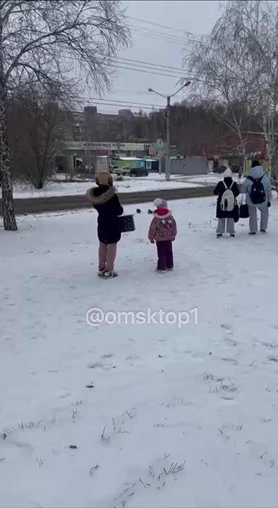 На одной из остановок на улице Гашека омичи заметили двух уток