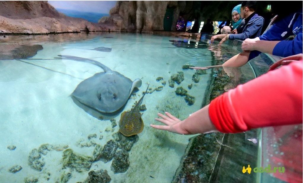 Контактный аквариум со скатами и сервис выездного доения: студенты омских колледжей представили свои бизнес-идеи в рамках образовательного проекта «Вектор Успеха»