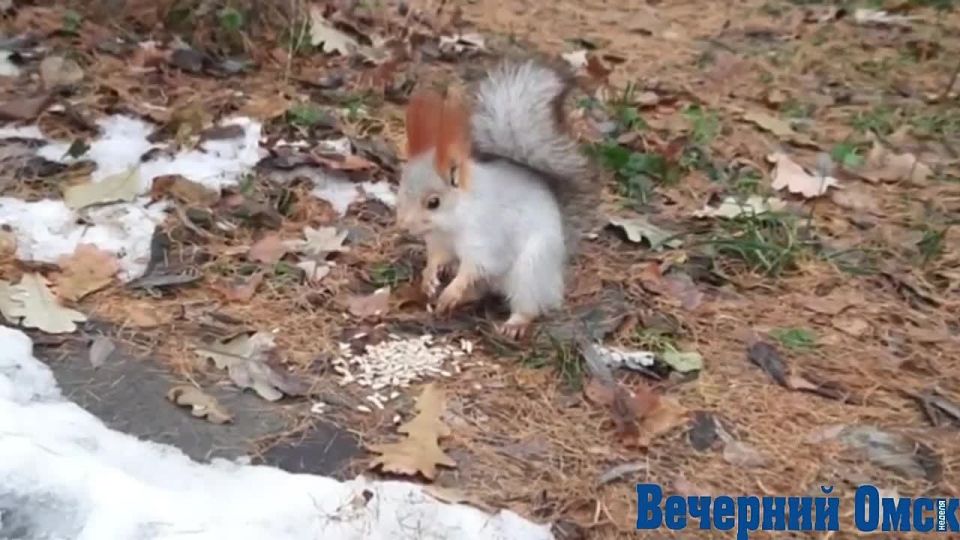 Омские белочки отъедаются к зиме
