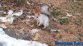 Омские белочки отъедаются к зиме