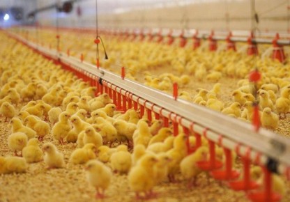 Более 1,4 млрд рублей инвестируют в технологическое перевооружение птицефабрики в Омской области