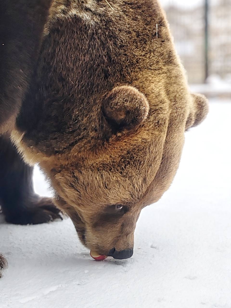 Девочки-медведицы из омского Большереченского зоопарка ушли в спячку Девочки-медведицы из омского Большереченского зоопарка ушли в спячку