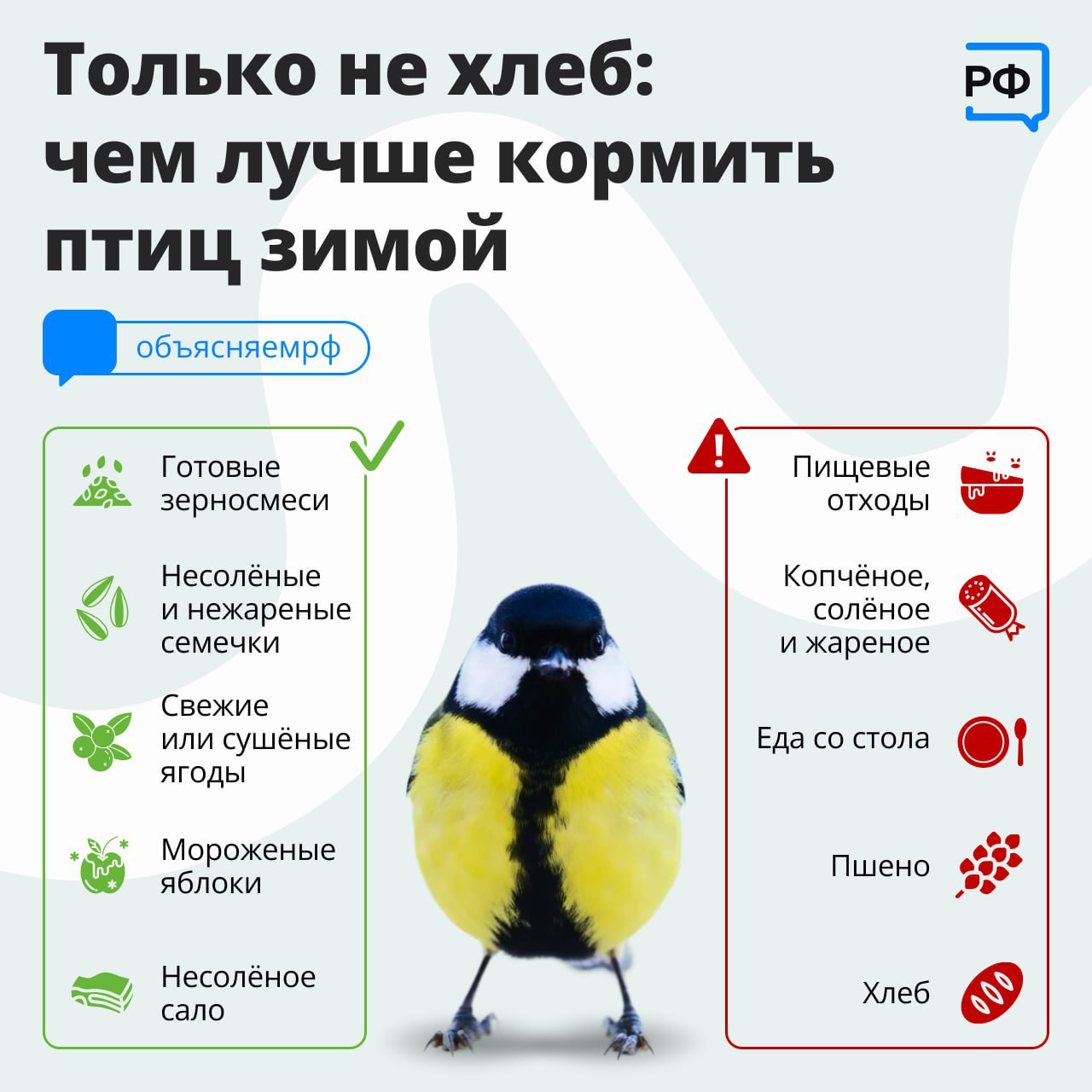 Специалисты рассказали, чем можно кормить птиц