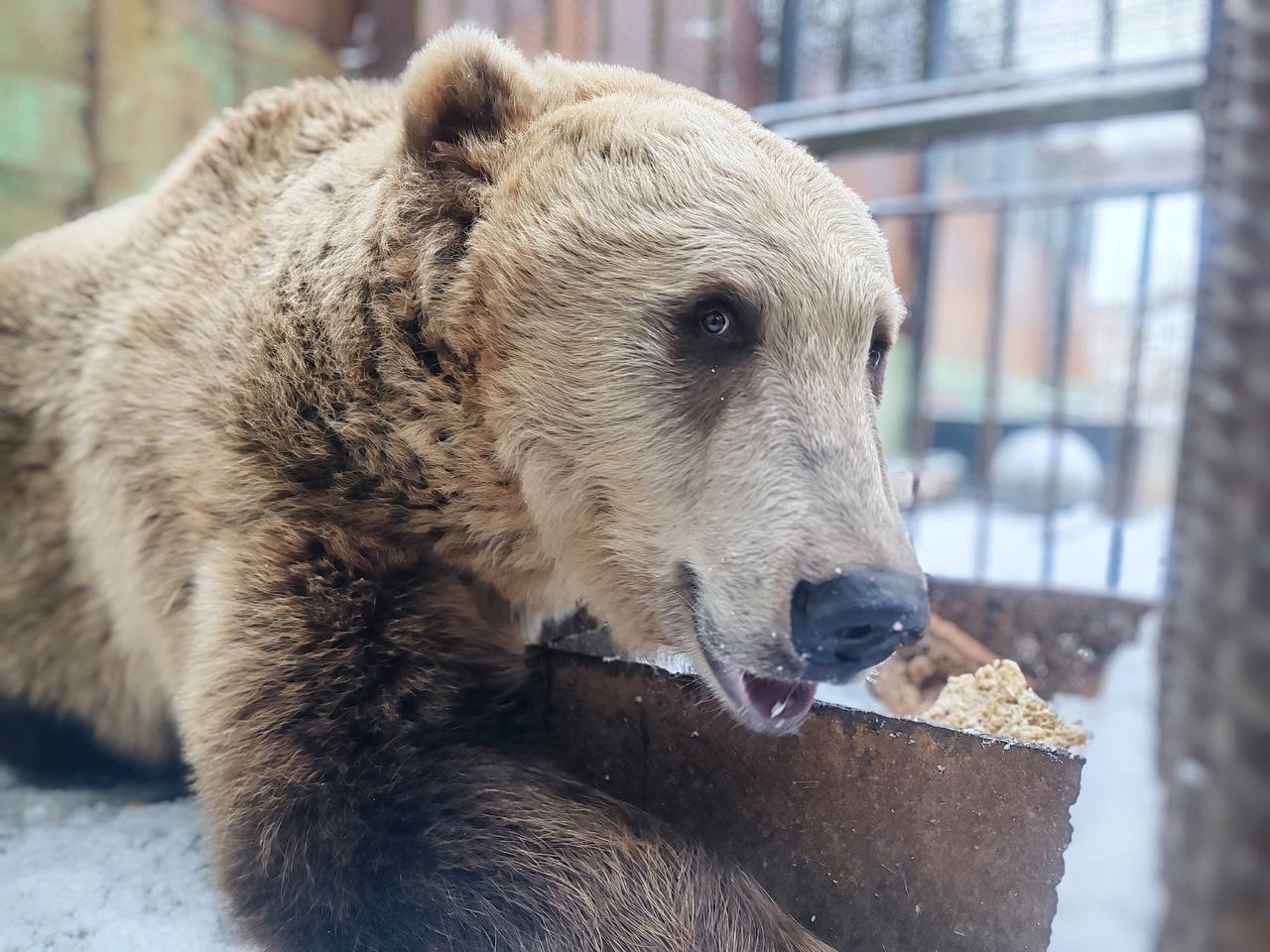 Девочки-медведицы из омского Большереченского зоопарка ушли в спячку Девочки-медведицы из омского Большереченского зоопарка ушли в спячку