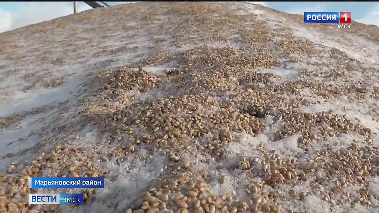 На омских элеваторах образовались очереди из-за рекордного урожая зерна