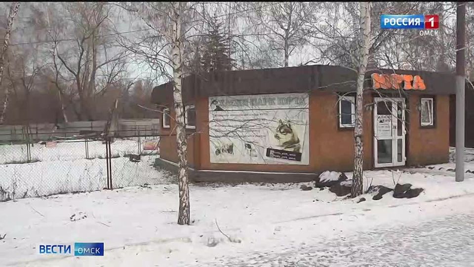 В Омске спасли хаски, которую бросили хозяева