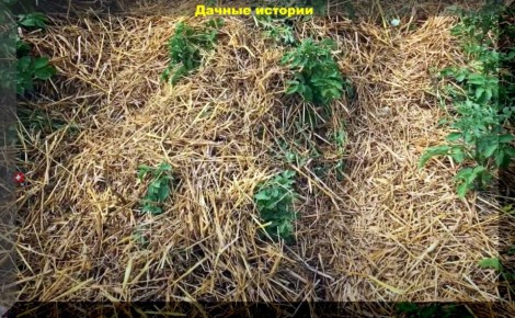 Как повысить иммунитет растений: секреты здорового сада