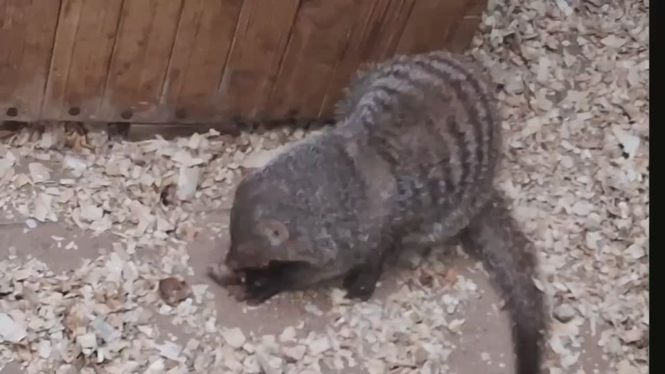 В Омском зоопарке показали «охоту» малышеймангустов