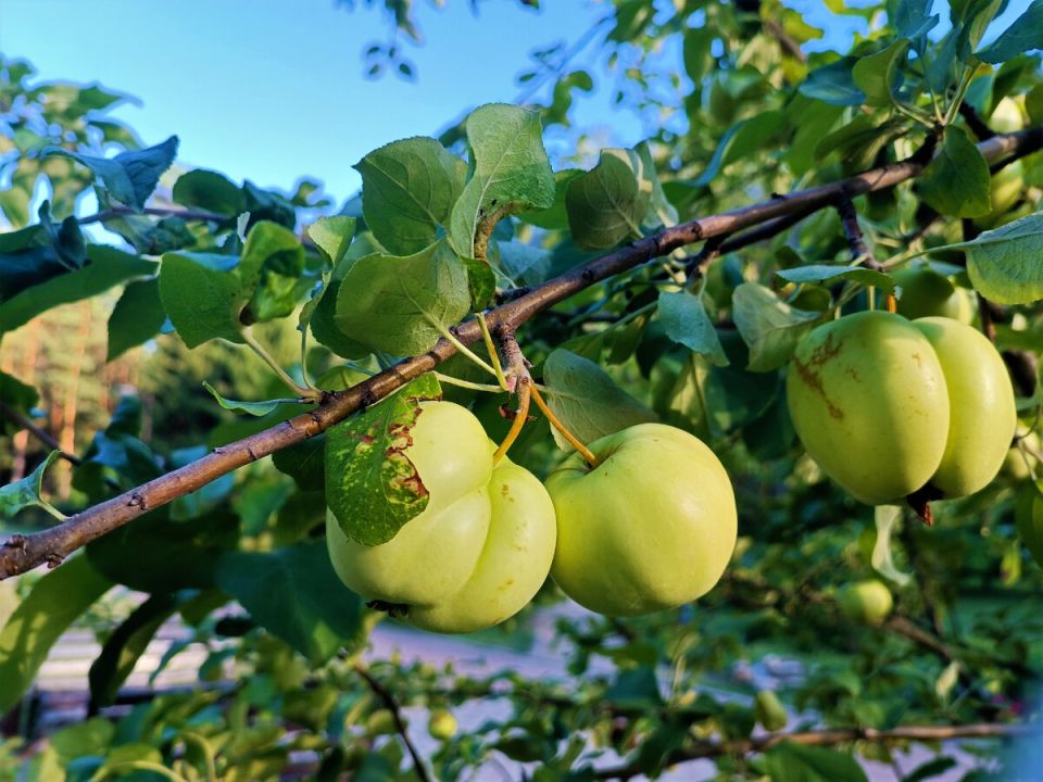 Почему ваша яблоня может не плодоносить: причины и решения