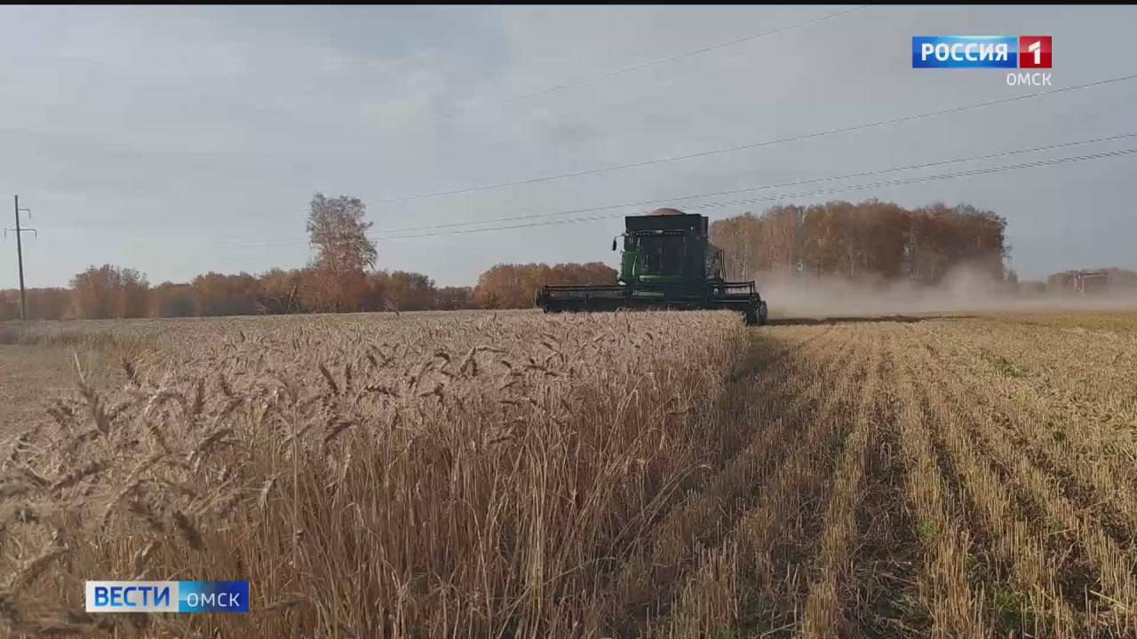 Пшеница из Омской области впервые в этом году пошла на экспорт в Западную Африку