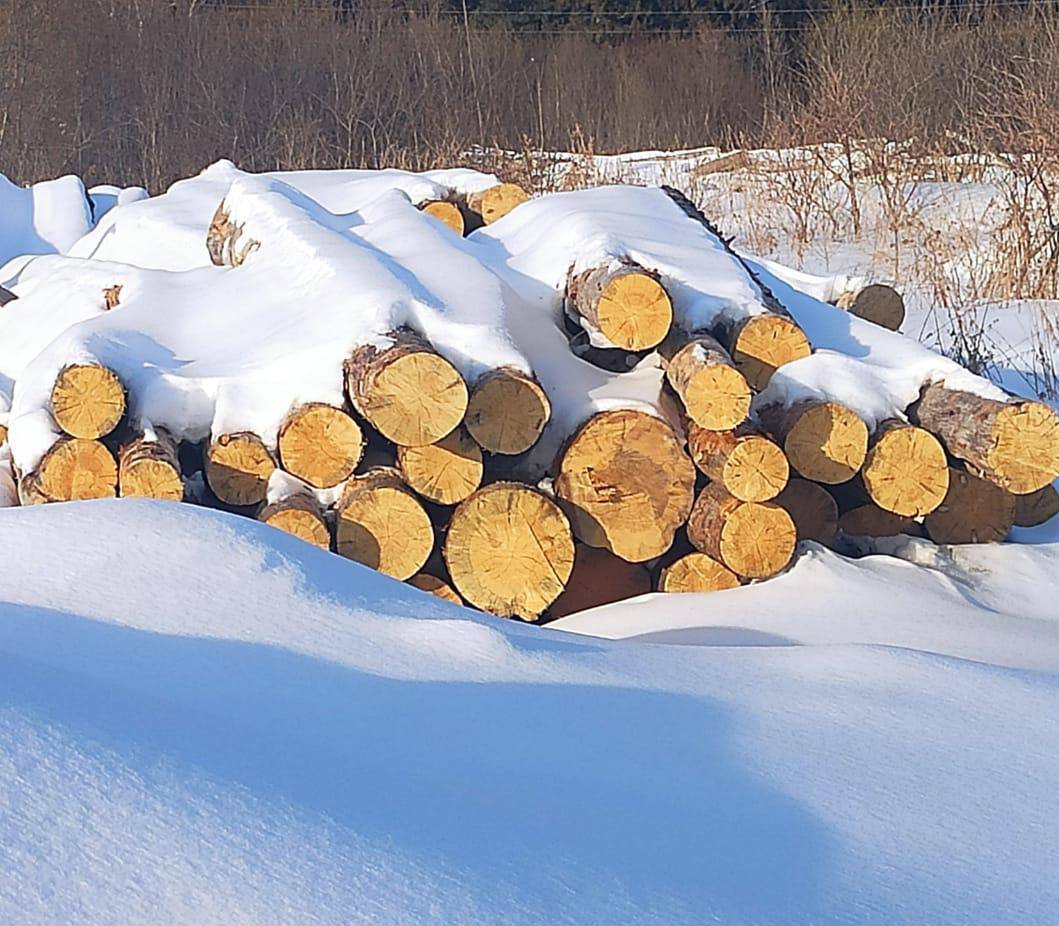 Завершено расследование уголовного дела о незаконной рубке леса в особо крупном размере