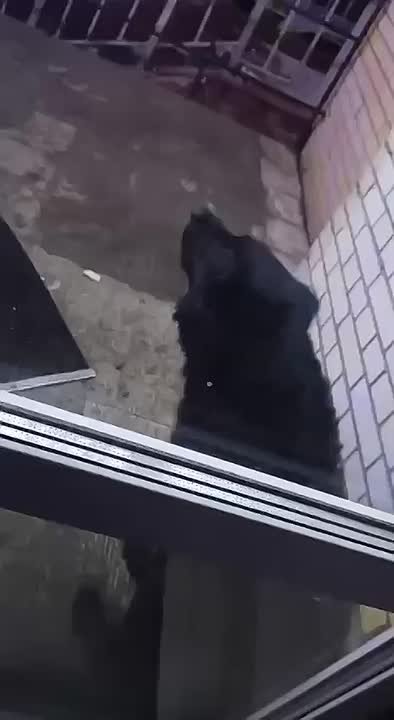 Собака почти пять часов не выпускала сотрудницу пункта выдачи