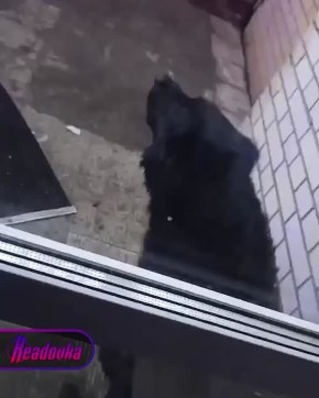 Девушку в омском ПВЗ заблокировала собака и держала ее там 4,5 часа