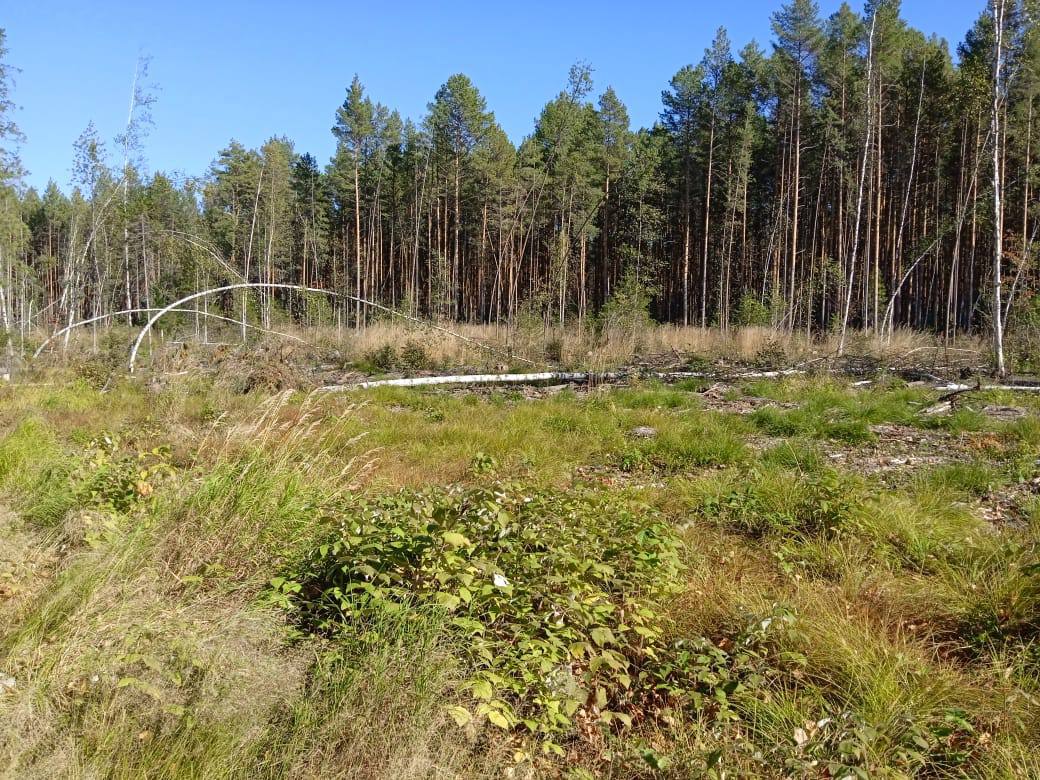 Прокуратура Омской области направила в суд уголовное дело по факту незаконной рубки деревьев стоимостью почти 30 млн рублей Прокуратура Омской области направила в суд уголовное дело по факту незаконной рубки деревьев стоимостью почти 30 млн рублей