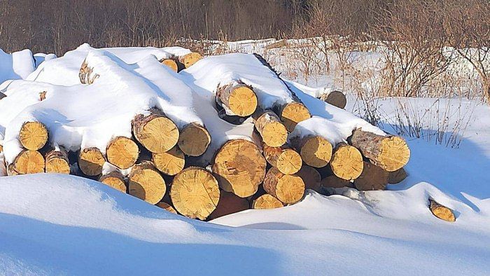 Омские «лесные вандалы» оставили после себя пней на 30 миллионов