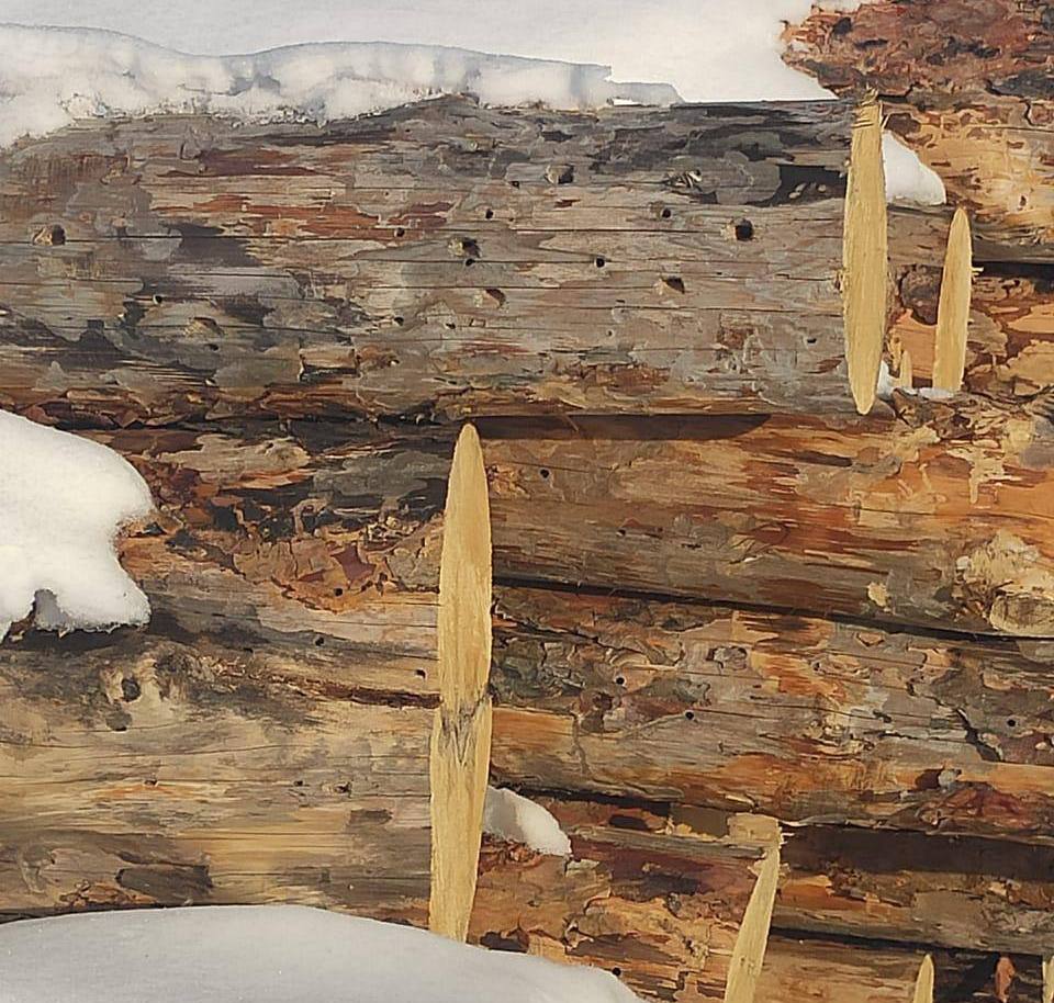 Завершено расследование уголовного дела о незаконной рубке леса в особо крупном размере Завершено расследование уголовного дела о незаконной рубке леса в особо крупном размере