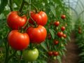 Ключевые приемы, которые увеличат ваш урожай томатов