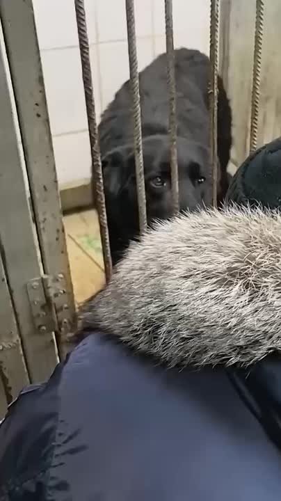 Собака, которая не выпускала сотрудницу пункта выдачи, вернулась домой