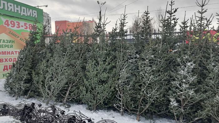 Омичей предупреждают о миллионных штрафах за срубленные елки