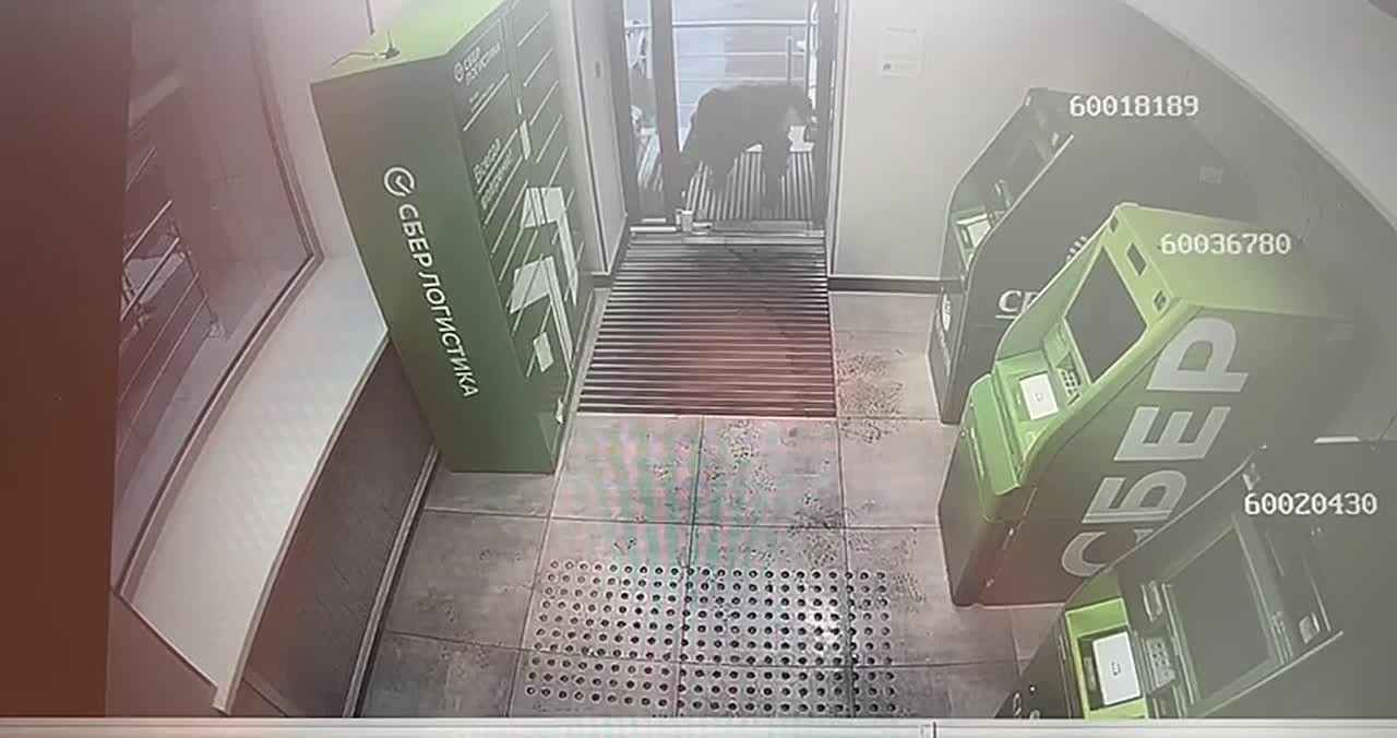 К 12 годам лишения свободы прокурор предложил приговорить местного жителя за подрыв банкоматов в целях хищения денежных средств