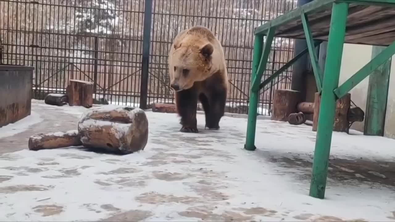 Медведи Большереченского зоопарка готовятся к зиме