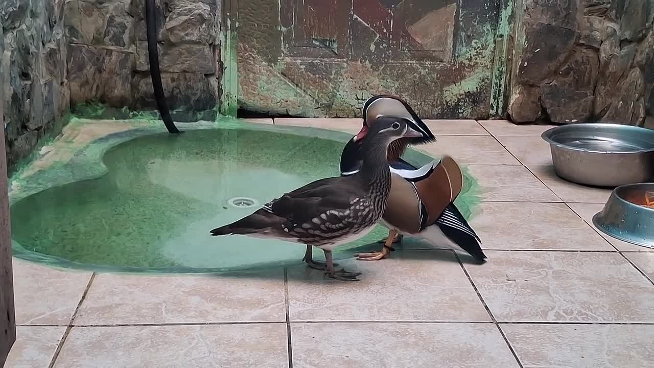 В Омском зоопарке показали эффектные танцы яркого селезня