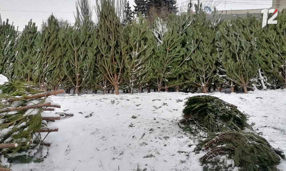 В Омске вырос спрос на новогодние деревья