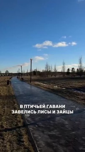 Доброе утро, омичи!. А вы знали, что в Птичьей гавани обитает взрослая лиса? Рыжая красавица живет в природном парке свободно, где конкретно ее норка неизвестно Также работники гавани отмечают, что обитают там еще и зайчики