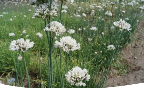 Лунный календарь: идеальные дни для садовых работ с 6 по 12 июля