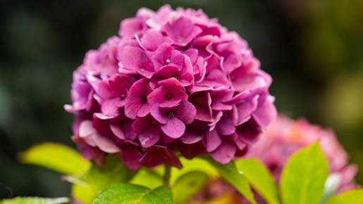 Гортензия зацветет как бешеная лишь в одном месте: сажайте только туда